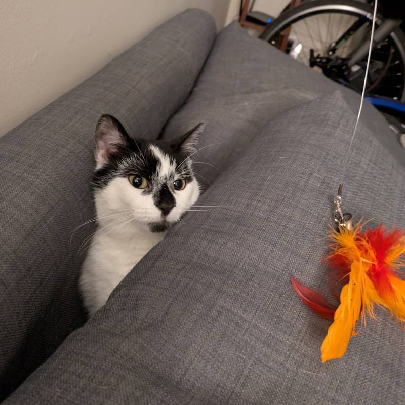 feather.jpg feather.jpg